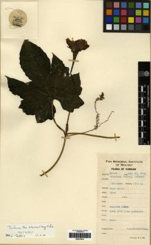 Type specimen at Edinburgh (E). Yu, Tse-tsun: 19429. Barcode: E00275613.