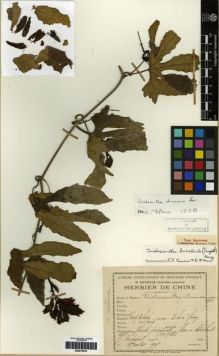 Type specimen at Edinburgh (E). Esquirol, Joseph: 726. Barcode: E00275616.