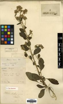 Type specimen at Edinburgh (E). Ducloux, Francois: . Barcode: E00275629.