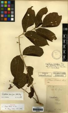 Type specimen at Edinburgh (E). Cavalerie, Pierre: 1911. Barcode: E00275635.