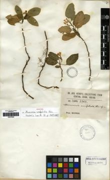 Type specimen at Edinburgh (E). Henry, Augustine: 3963. Barcode: E00275636.
