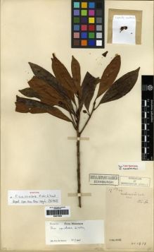 Type specimen at Edinburgh (E). Cavalerie, Pierre: 1494. Barcode: E00275659.