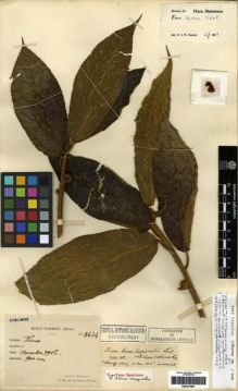 Type specimen at Edinburgh (E). Esquirol, Joseph: 3634. Barcode: E00275661.