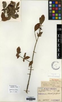 Type specimen at Edinburgh (E). Taquet, Emile: 153. Barcode: E00275683.
