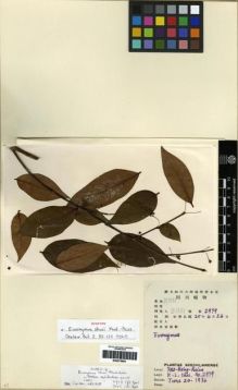 Type specimen at Edinburgh (E). Chu, K.: 2979. Barcode: E00275694.