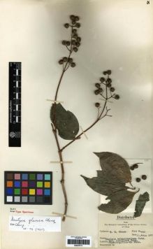 Type specimen at Edinburgh (E). Chien, Sung: 694. Barcode: E00275711.