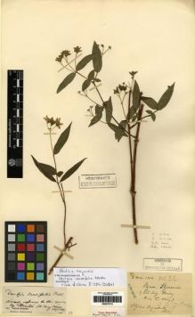 Type specimen at Edinburgh (E). Esquirol, Joseph: 22. Barcode: E00275715.