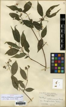 Type specimen at Edinburgh (E). Wilson, Ernest: 2895. Barcode: E00275734.