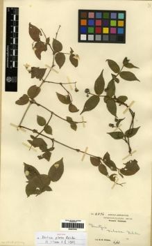 Type specimen at Edinburgh (E). Wilson, Ernest: 2896. Barcode: E00275742.