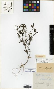 Type specimen at Edinburgh (E). d'Argy, Charles: . Barcode: E00275749.