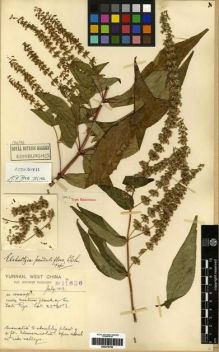 Type specimen at Edinburgh (E). Forrest, George: 11686. Barcode: E00275764.