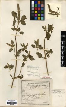 Type specimen at Edinburgh (E). Maire, Edouard-Ernest: . Barcode: E00275766.