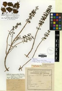 Type specimen at Edinburgh (E). Esquirol, Joseph: 1058. Barcode: E00275791.