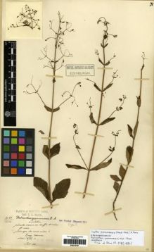Type specimen at Edinburgh (E). Maire, Edouard-Ernest: . Barcode: E00275797.