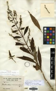 Type specimen at Edinburgh (E). Henry, Augustine: 2821. Barcode: E00275801.