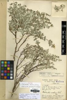 Type specimen at Edinburgh (E). Forrest, George: 11154. Barcode: E00275804.