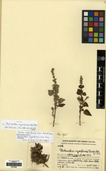Type specimen at Edinburgh (E). Handel-Mazzetti, Heinrich: 10016. Barcode: E00275805.