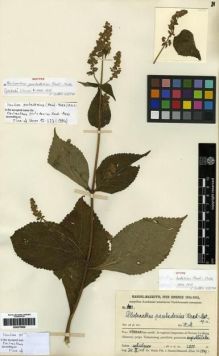 Type specimen at Edinburgh (E). Handel-Mazzetti, Heinrich: 8403. Barcode: E00275806.