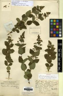Type specimen at Edinburgh (E). Forrest, George: 2333. Barcode: E00275809.