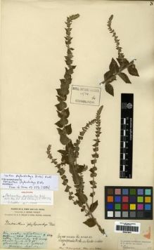 Type specimen at Edinburgh (E). Forrest, George: 624. Barcode: E00275810.