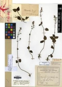 Type specimen at Edinburgh (E). Esquirol, Joseph: 214. Barcode: E00275819.