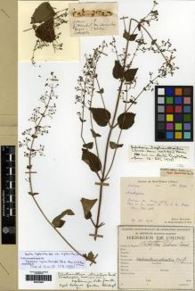 Type specimen at Edinburgh (E). Bodinier, Emile: 2480. Barcode: E00275820.