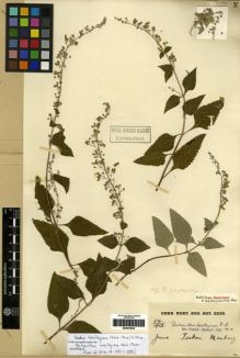 Type specimen at Edinburgh (E). Monbeig, Jean-Théodore: 54/1912. Barcode: E00275824.