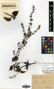 Type specimen at Edinburgh (E). Bodinier, Emile: . Barcode: E00275827.