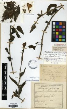 Type specimen at Edinburgh (E). Esquirol, Joseph: 57. Barcode: E00275830.