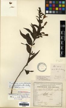 Type specimen at Edinburgh (E). Cavalerie, Pierre: . Barcode: E00275831.