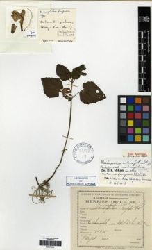 Type specimen at Edinburgh (E). Farges, Paul: 1125. Barcode: E00275834.