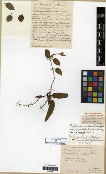 Type specimen at Edinburgh (E). Laborde, J.; Bodinier, Emile: . Barcode: E00275836.