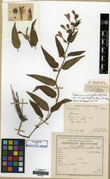 Type specimen at Edinburgh (E). Bodinier, Emile: 2284. Barcode: E00275837.