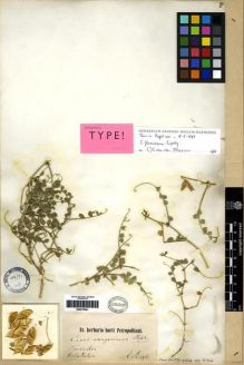 Type specimen at Edinburgh (E). Regel, A.: . Barcode: E00275841.