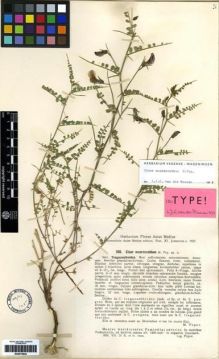 Type specimen at Edinburgh (E). Popov, Mikihail: 265. Barcode: E00275842.