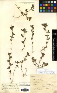 Type specimen at Edinburgh (E). Maire, Edouard-Ernest: . Barcode: E00275843.