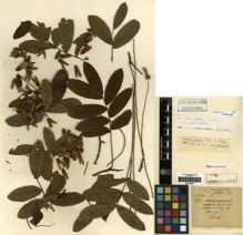 Type specimen at Edinburgh (E). Maire, Edouard-Ernest: . Barcode: E00275846.