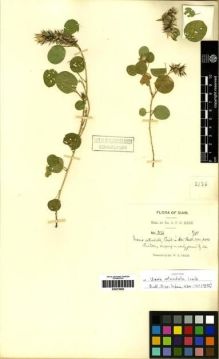 Type specimen at Edinburgh (E). Kerr, Arthur: 2136. Barcode: E00275850.