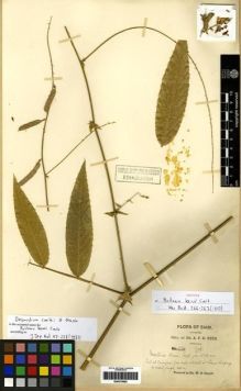 Type specimen at Edinburgh (E). Kerr, Arthur: 1534. Barcode: E00275855.