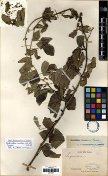 Type specimen at Edinburgh (E). Thorel, Clovis: . Barcode: E00275857.