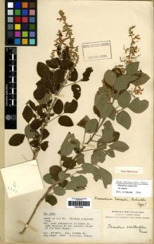 Type specimen at Edinburgh (E). Forrest, George: 4226. Barcode: E00275865.