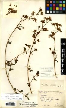 Type specimen at Edinburgh (E). Martin, Léon; Bodinier, Emile: 1821. Barcode: E00275868.