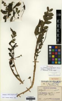 Type specimen at Edinburgh (E). Faurie, Urbain: 516. Barcode: E00275880.