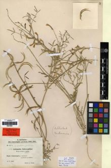 Type specimen at Edinburgh (E). Sintenis, Paul: 101 B. Barcode: E00275891.