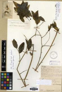 Type specimen at Edinburgh (E). Faurie, Urbain: 398. Barcode: E00275899.