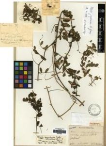 Type specimen at Edinburgh (E). Faurie, Urbain: 385. Barcode: E00275904.