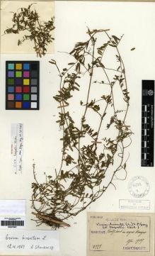 Type specimen at Edinburgh (E). Taquet, Emile: 2778. Barcode: E00275907.