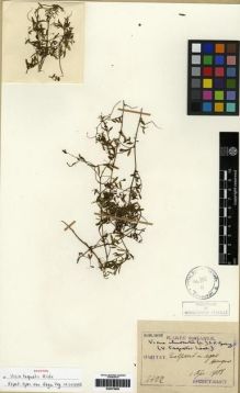 Type specimen at Edinburgh (E). Taquet, Emile: 4622. Barcode: E00275909.