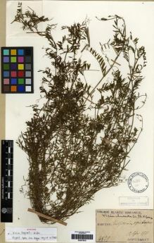 Type specimen at Edinburgh (E). Taquet, Emile: 4829. Barcode: E00275910.