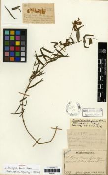 Type specimen at Edinburgh (E). Faurie, Urbain: 97. Barcode: E00275911.
